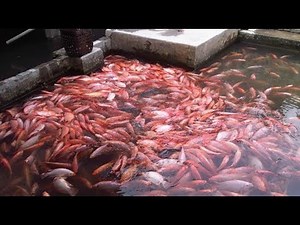 PANDUAN CARA BUDIDAYA IKAN NILA LANGKAH DEMI LANGKAH