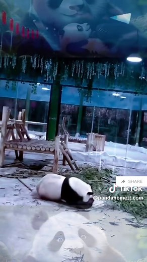 Falling clips of pandas #panda #cutepanda ☺️☺️☺️