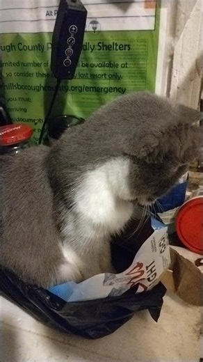 Princess Amidala #shortsyoutube #funny