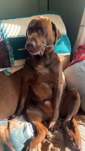 obsessed with this boy and his freshly-picked stick | Mel & Moose