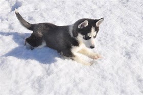 Petland Novi, MI-Twelve Oaks Mall