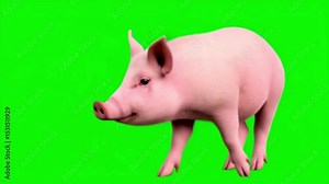 Realistic pink Pig isolated on a green screen background. Cute piggy on chroma key for copy space. Animation farm animal walking on green screen Stock Video