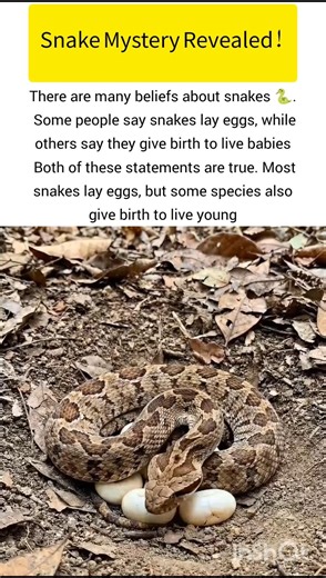 Snake amazing secret truth #snake #ukwildlife #usawildlife #wildlife #shorts