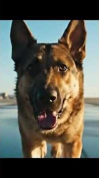 The Incredible Story of Hero Dog Rex