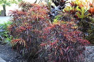 Croton (Codiaeum) - Plant Profile - Oxley Nursery, Brisbane