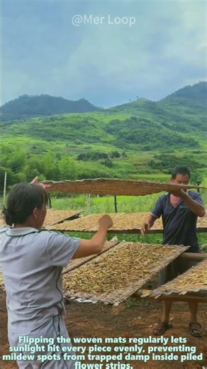 Daylily Drying Process: Two Farmers Lift Woven Bamboo Mats To Turn Fresh Harvested Daylily Strips