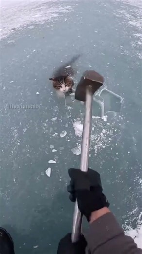 Man Rescues Cat Trapped Under Frozen Pool Ice!