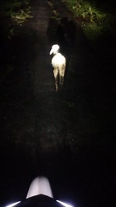 Ceritane mancing Dewe nek Kono kae.pindah spot wes ping 3 Mergo kepine mubal.rep pindah sek ke 4 nek tengah sawah malah Nemu cempe.jane Yo Mak tratap Seko kadohan ki.kok Mak tratap mlaku ngulon ngetan.tak waneke nyedaki jebul cempe.langsung tak giring ngalor malah Bali ngidul meneh ak njur mlebu kampung golek omah sek lawange mbuka.tak kabari nek Eneng wedus nek tengah sawah.akhire njur di parani Karo wong deso njur di celuke sek duwe.ngono wae inpone sek rodo deg degan mancing bengi. | Sandi Ro