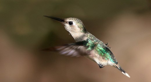 Bee Hummingbird | The Animal Facts | Appearance, Diet, Habitat, Behavior