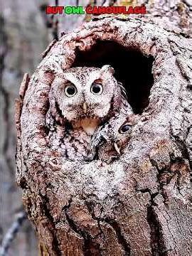 Other Animals Camouflage VS Owl Camouflage 💀 #cat #shorts #viral