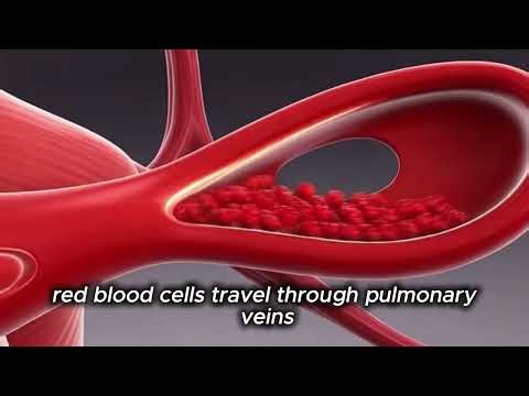How Your Lungs Work While Running – 3D Medical Animation