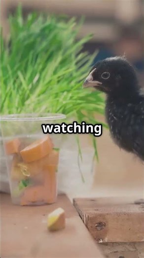 The Genius of Tool‑Making Animals: Unreal Intelligence!!! #tiktok