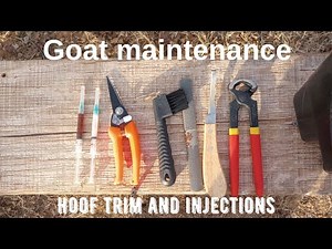 Goat maintenance: Hoof trimming and injections