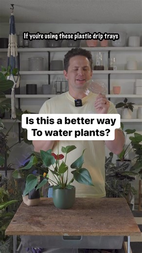 We’ve all overflown one of these plastic “drip” trays while watering our houseplants! I prefer to use them to hold water for bottom watering rather than to catch water from the top! The decorative pot in this case serves the same purpose as the plastic tray, and looks much nicer. #plants #houseplants | Tanner The Planter