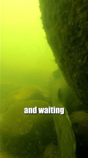 How To Catch Trophy Flathead, Blue & Channel Catfish! 3 Keys To Success: FATKAT Best Fishing Rig