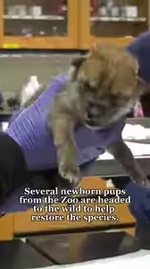 Deep dive into dolphin identification with us for National Dolphin Day! 🐬 Each dolphin here at Brookfield Zoo Chicago has distinct characteristics that help care team, staff, and guests tell them apart. Check out these tips on telling who's who in our dolphin crew! Want to learn more about dolphins? Join us at our exciting and educational Dolphins in Action presentations! Learn about dolphin social structures and adaptations as our dolphins captivate you with aerial displays and other exhibitio