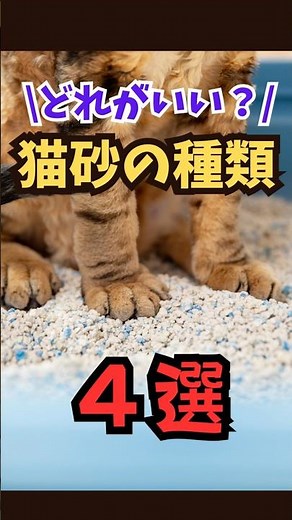 どれがいい？猫のトイレの砂事情 猫砂どれにする？猫のトイレ問題#人類ねこ同盟 #ねこ動画 #猫トイレ #猫砂