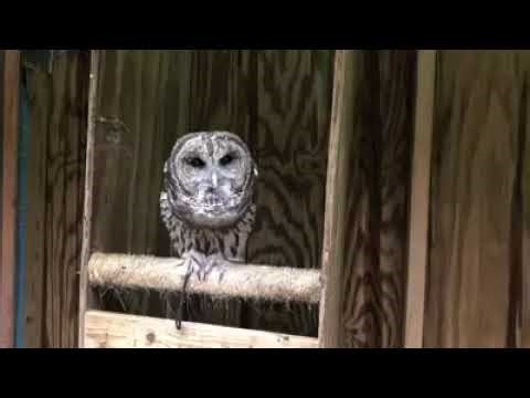 Orion, the Barred Owl, Sounds his Distinctive Call!