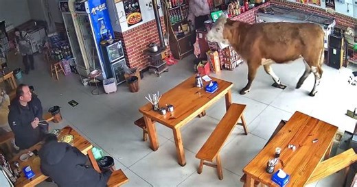 Escaped cow barges into café in China