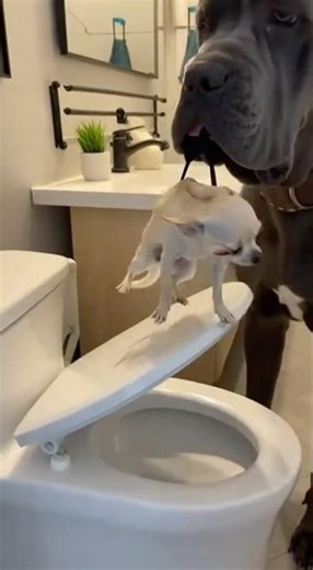 Chihauhau Vs Rottweiler Funny #sora#Comedyanimal#Ai#prankvideo#aivideofunny