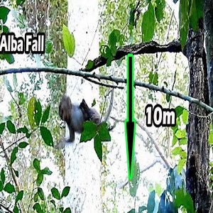 7K views · 167 reactions | Real Fall Down Alba Fall From High Tree 10m - Million Pity Poor Baby Alba Cry So Hurt After Droop | Jessica Day | Facebook