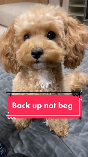 Meet the Maltipoo: The Ultimate Puppy Companion