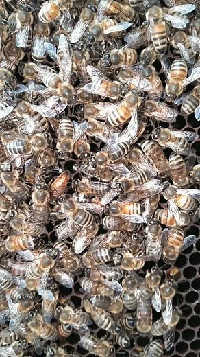 Christal Gillo on TikTok