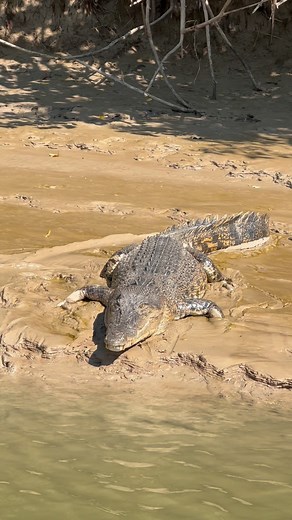 🧡🐊💦 Saltwater Crocodile NT Australia | Wildman Adventures