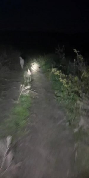 Dogs Walking at Night in a Dimly Lit Path