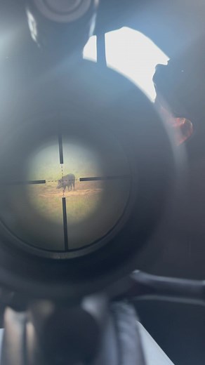 #boarhunting #hunting #hunter #farmer #wildanimal #huntingtips #huntingexpert #boar