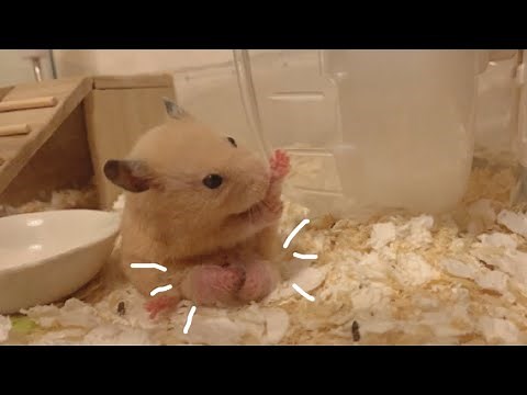 大きなタマタマの上に座って寛ぐキンクマハムスターが可愛すぎて一生見てられる…
