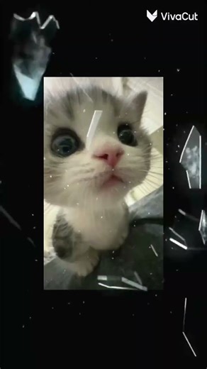 18 de diciembre de 2025 #gatitos #gato #tierno #adoreble