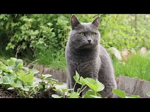 Your Cat's African Ancestor.