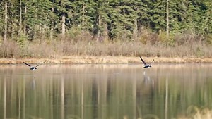 84K views · 2.9K reactions | Loon take off that I posted a week or so ago at full speed. Was no wind that day so they needed more distance to get enough speed and lift to take off. | Ken Anderson Photography | Facebook