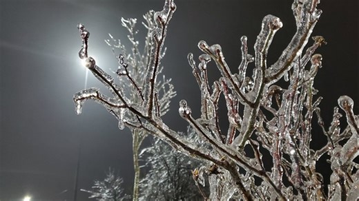 Here's why ice on trees can cause power outages