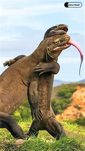 Unseen Komodo Power: Rare Documentary Moments |#shorts #shortsfeed #viral