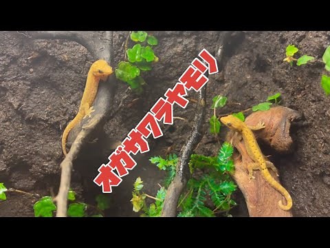 メスだけで繁殖する小型ヤモリ『オガサワラヤモリ』を飼育します