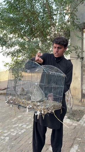 Cat Caught in Action: Pigeons Beware!