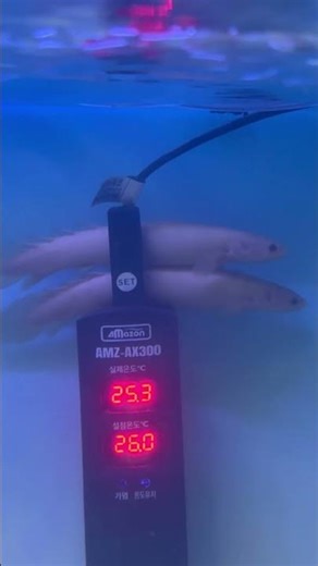 폴립테루스 2층 어탑 #fish #물고기 #어항 #물고기키우기 #고대어
