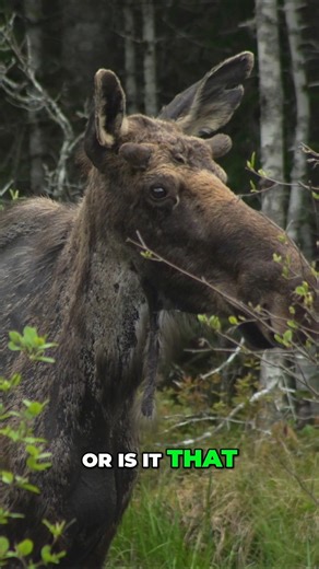 What is it about moose that makes them so fascinating? Their size,...
