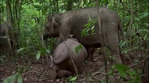 Animal planet - Borneo elephants - The smallest elephants in Asia