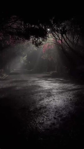 Natural beauty scenic forest and landscape clips