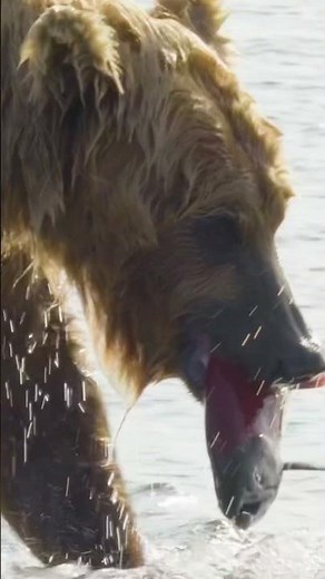Running Wild Behind The Scenes: Bear Gets Salmon