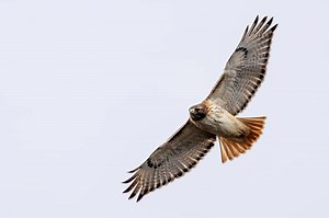 7 Red Tail Hawk Spiritual Meaning and Symbolisms