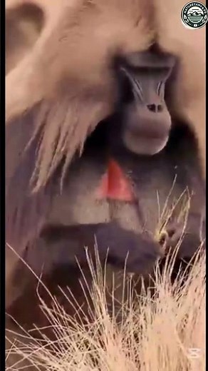 "Discover Gelada: Ethiopia's Unique Highland Baboon Royalty