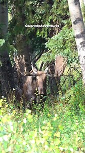 Frank the Tank! #bullmoose #moose #coloradoadventures #wildlife #Colorado #rockymountainnationalpark #rmnp #wildlifephotography #coloradowildlife | Colorado Adventures