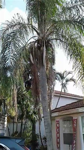 PS01 Queen Palm Tree in the Dougherty Garden on December 20, 25 #queen #palmtree #gardening #garden