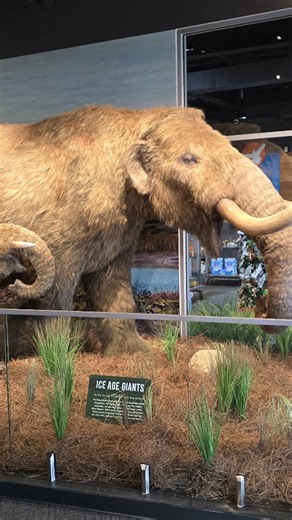 We attended the ribbon cutting for the Boonshoft Museum of Discovery's new ice age themed lobby and it is AMAZING ... filled with incredible exhibits and hands-on experiences! Definitely make plans to check it out. #DestinationDayton #BoonshoftMuseum #IceAge #Dayton #DaytonOhio | Dayton CVB - Destination Dayton