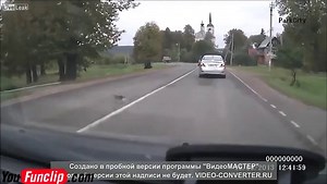 A Cat gets run over and survives! Lucky one!