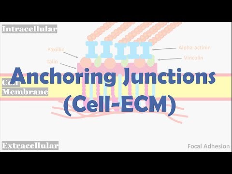 Anchoring junctions (Cell-ECM)
